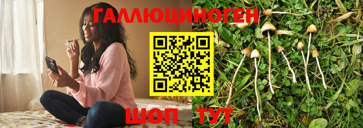 Гатчина  хочу   Вход с VPN  Псилоцибиновые грибы Psilocybe 